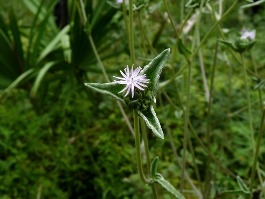 {Elephantopus elatus}